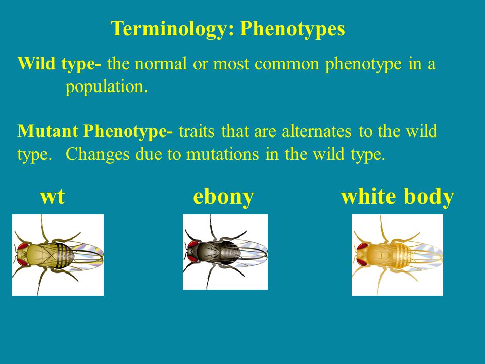 wt ebony white body Terminology: Phenotypes