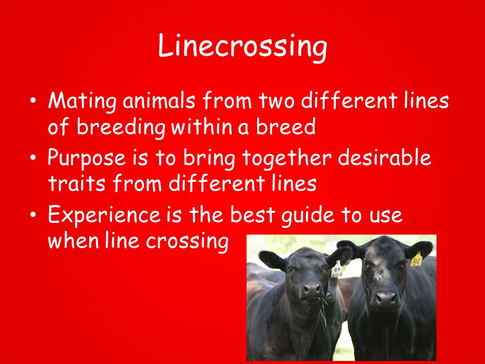 Animal Breeding Systems - ppt download Animal Breeding Systems - ppt download