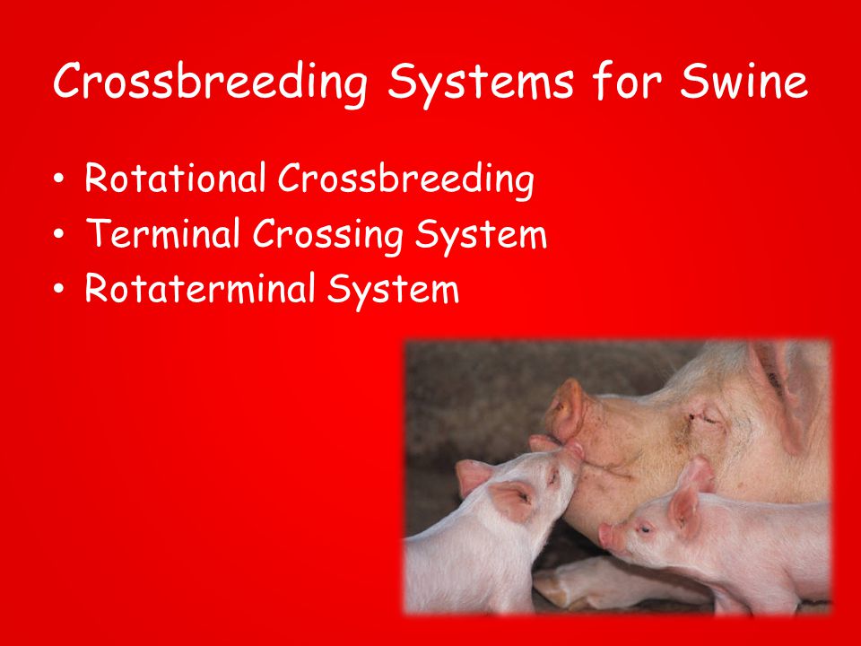 Animal Breeding Systems - ppt download Animal Breeding Systems - ppt download