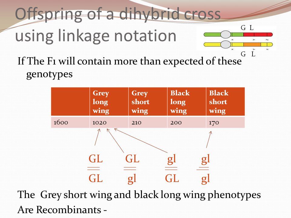Dihybrid Crosses And Gene Linkage Ppt Video Online Download