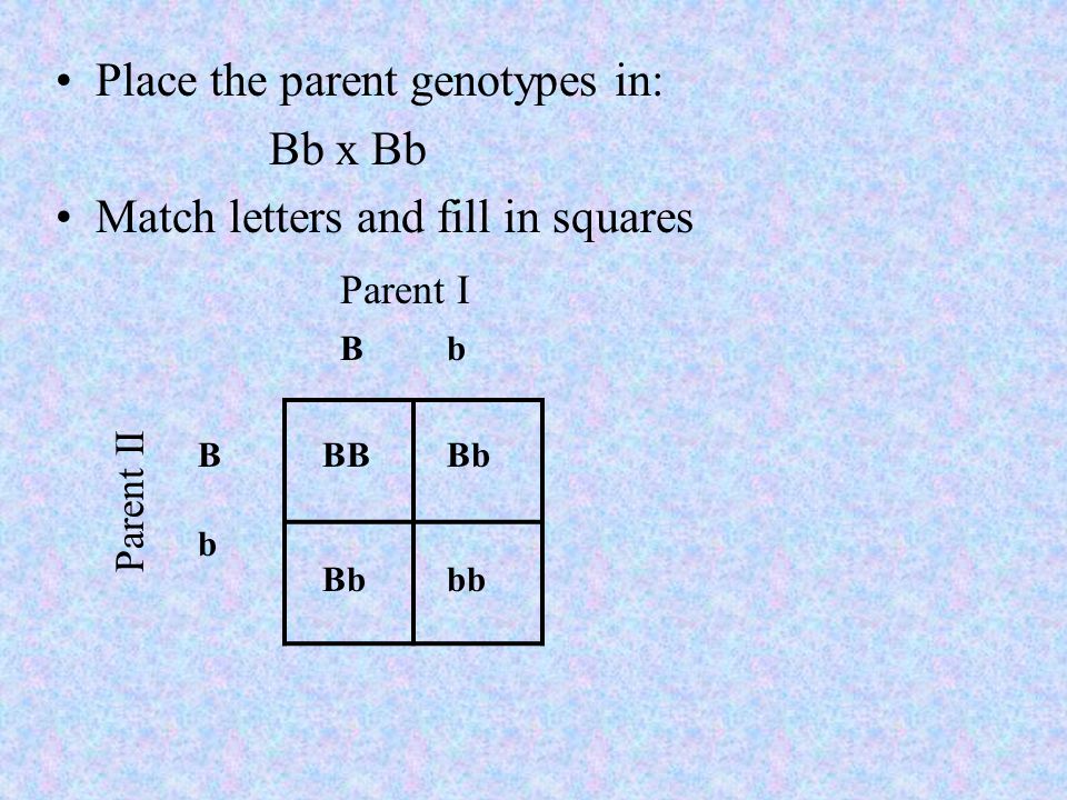 Place the parent genotypes in: Bb x Bb