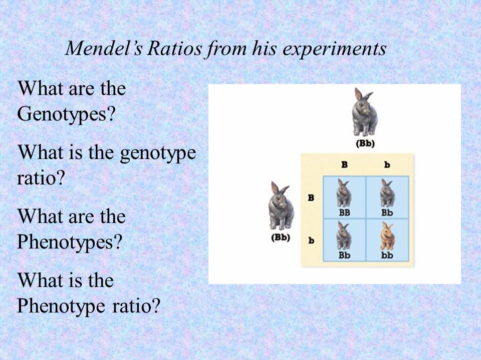 Mendel’s Ratios from his experiments