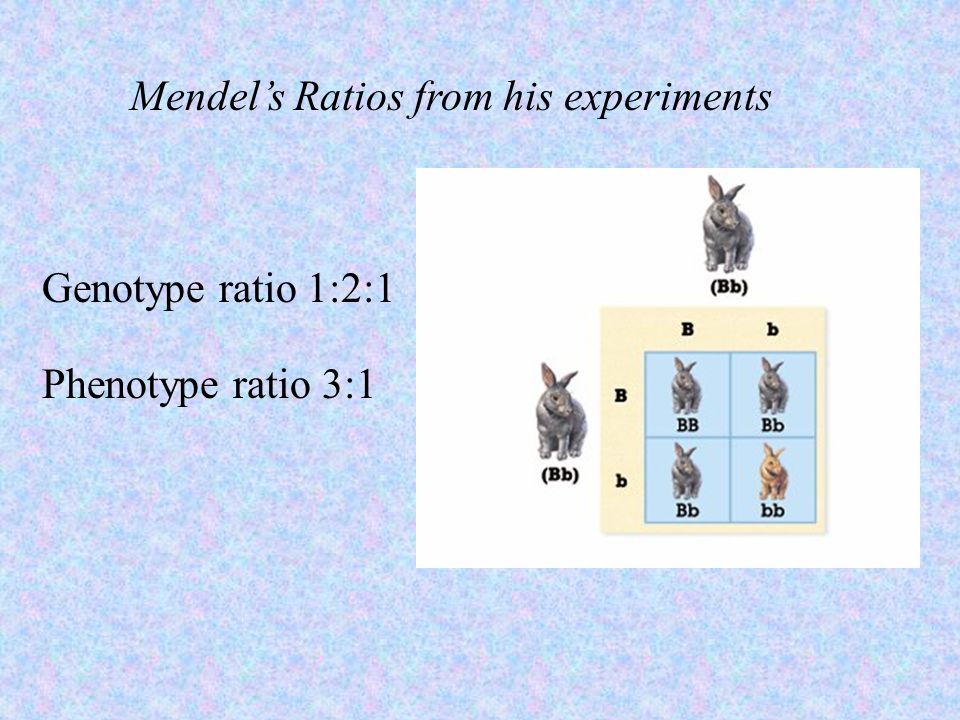 Mendel’s Ratios from his experiments