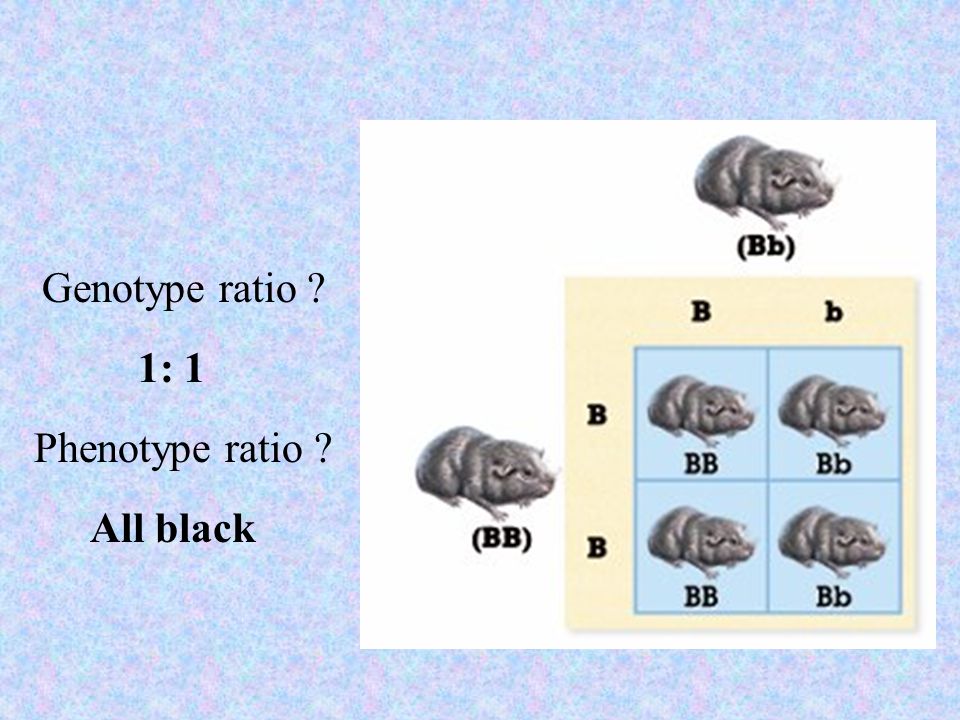 Genotype ratio 1: 1 Phenotype ratio All black