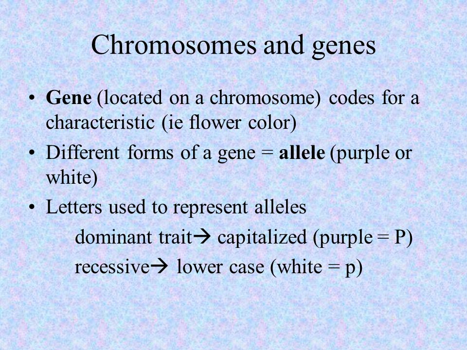 Chromosomes and genes Gene (located on a chromosome) codes for a characteristic (ie flower color)