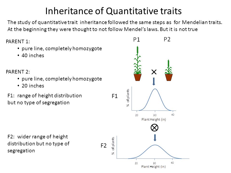 Qualitative and Quantitative traits - ppt video online download