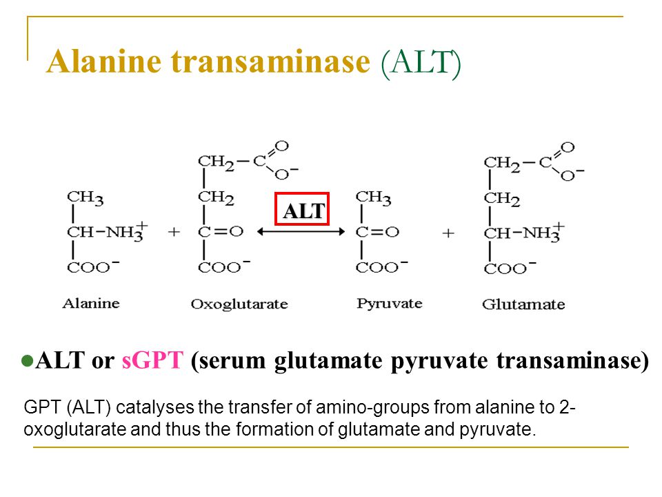 Alanine transaminase