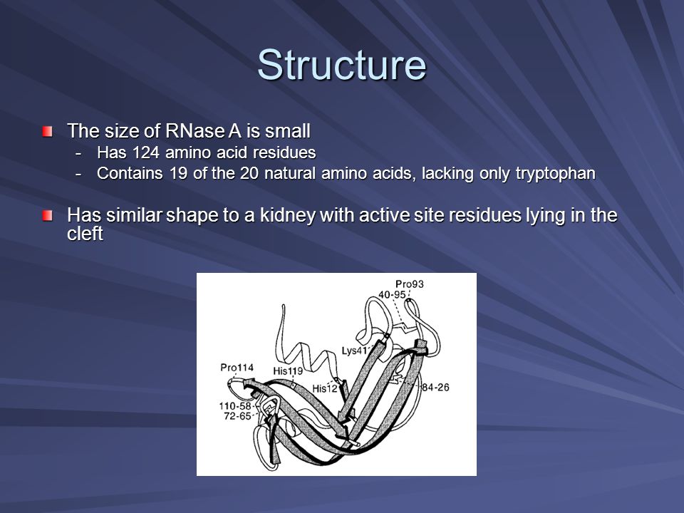 Structure and Mechanism II: Ribonuclease A - ppt video online download