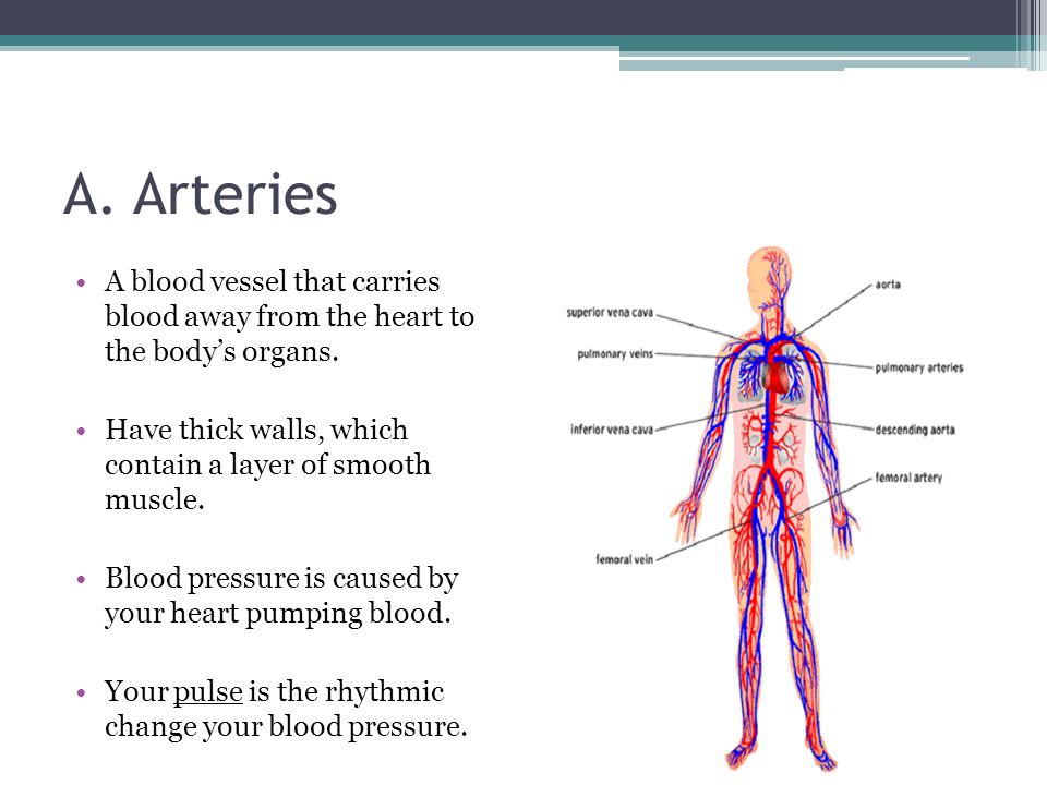 A. Arteries A blood vessel that carries blood away from the heart to the body’s organs.