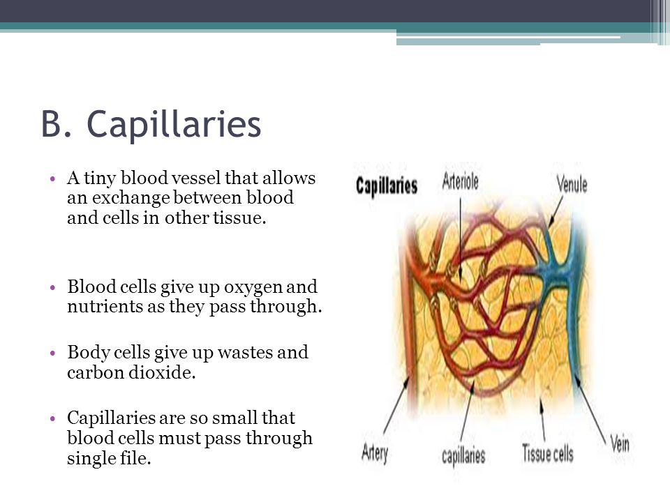 B. Capillaries A tiny blood vessel that allows an exchange between blood and cells in other tissue.