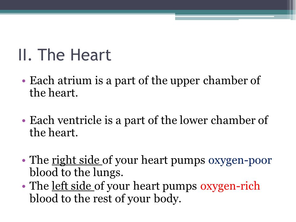 II. The Heart Each atrium is a part of the upper chamber of the heart.