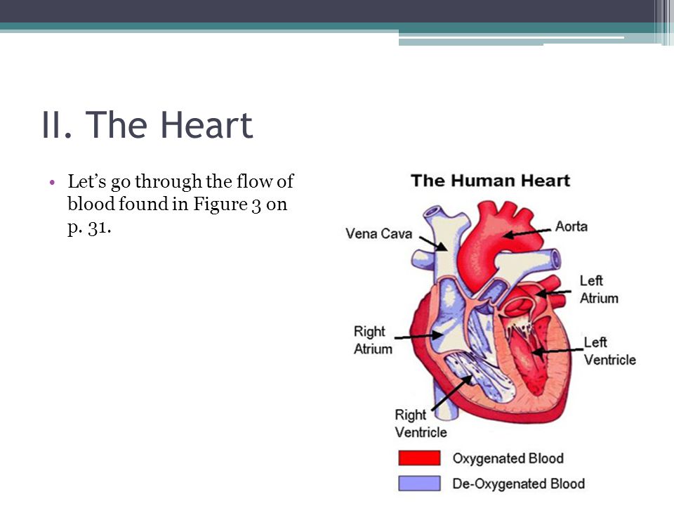 II. The Heart Let’s go through the flow of blood found in Figure 3 on p. 31.