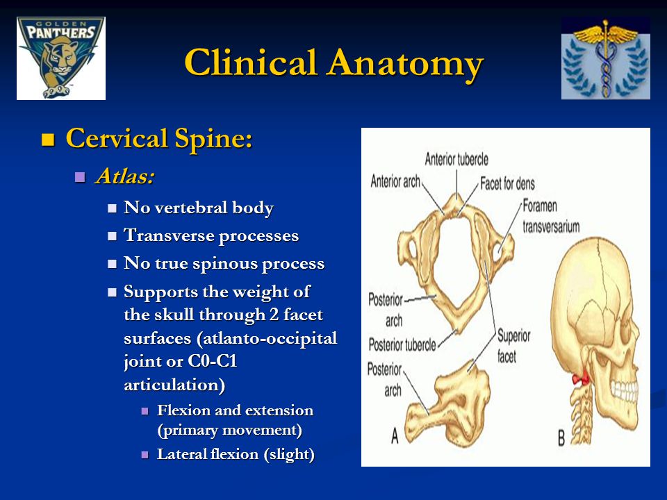 Cervical Spine Anatomy And Clinical Evaluation Ppt Video Online Download