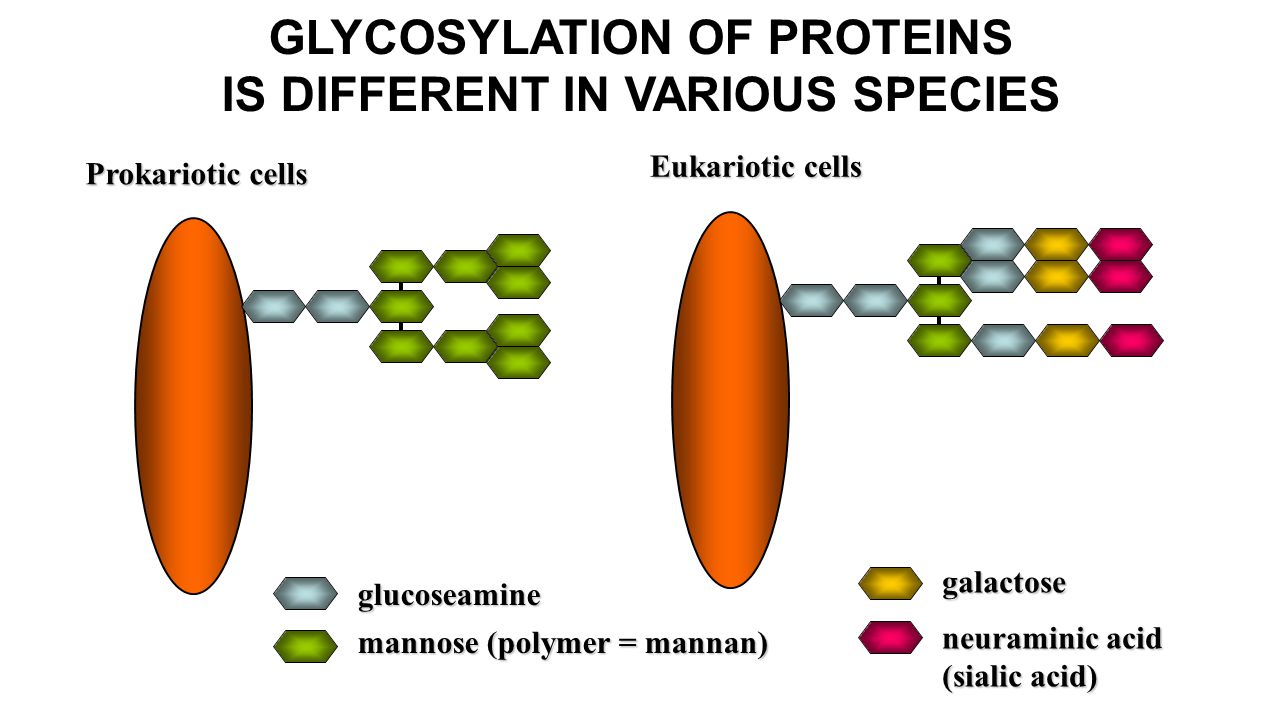GLYCOSYLATION OF PROTEINS IS DIFFERENT IN VARIOUS SPECIES