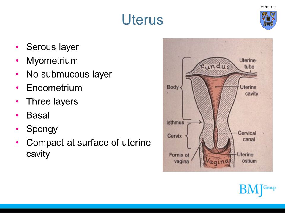 Uterus Serous layer Myometrium No submucous layer Endometrium