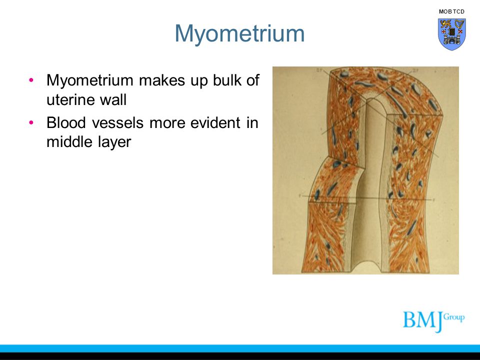 Myometrium Myometrium makes up bulk of uterine wall