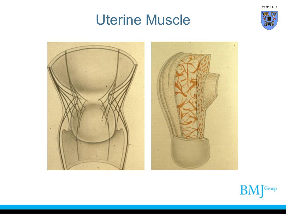 Uterine Muscle MOB TCD