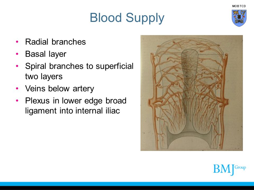 Blood Supply Radial branches Basal layer