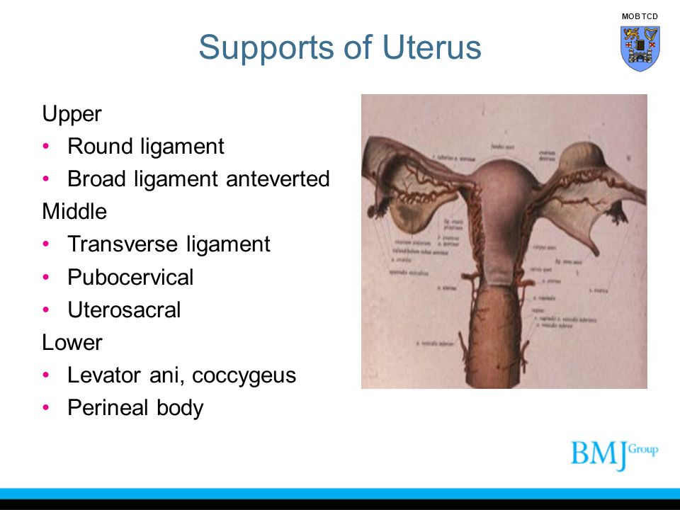 Supports of Uterus Upper Round ligament Broad ligament anteverted