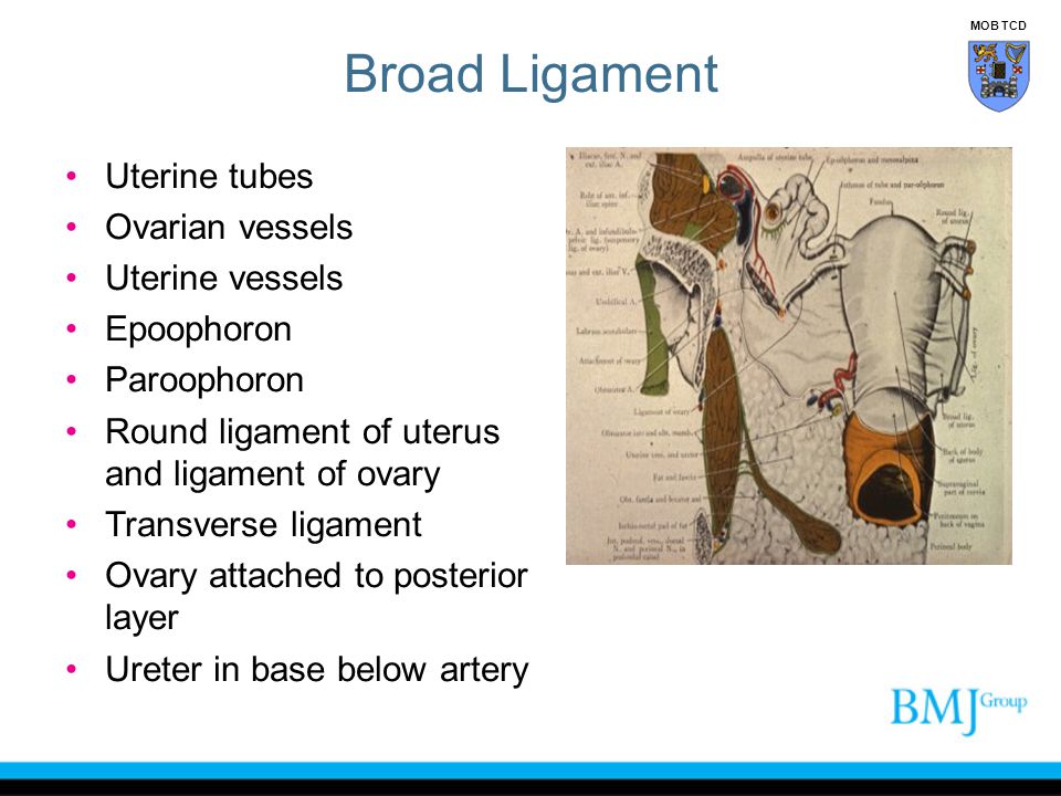 Broad Ligament Uterine tubes Ovarian vessels Uterine vessels