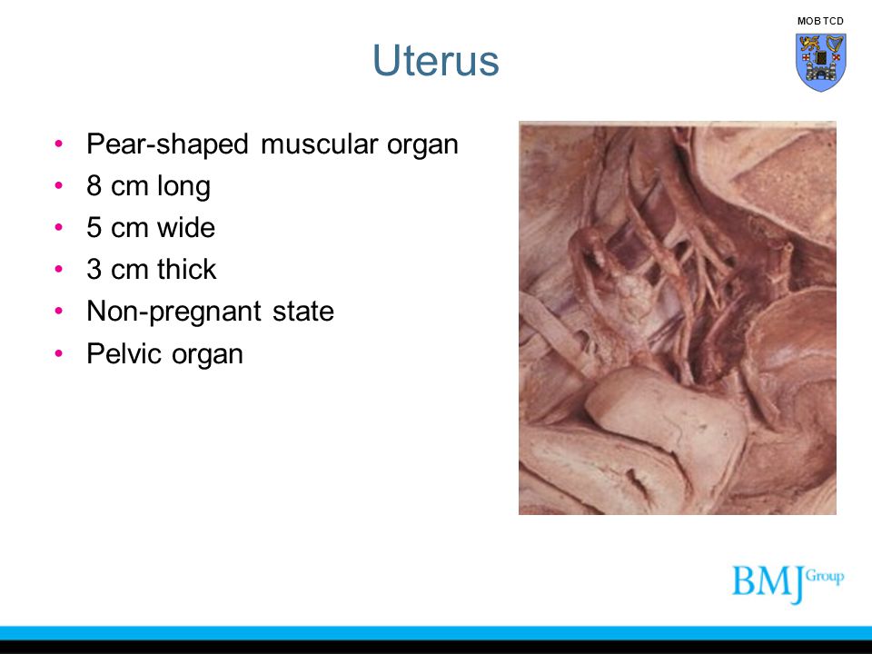 Uterus Pear-shaped muscular organ 8 cm long 5 cm wide 3 cm thick