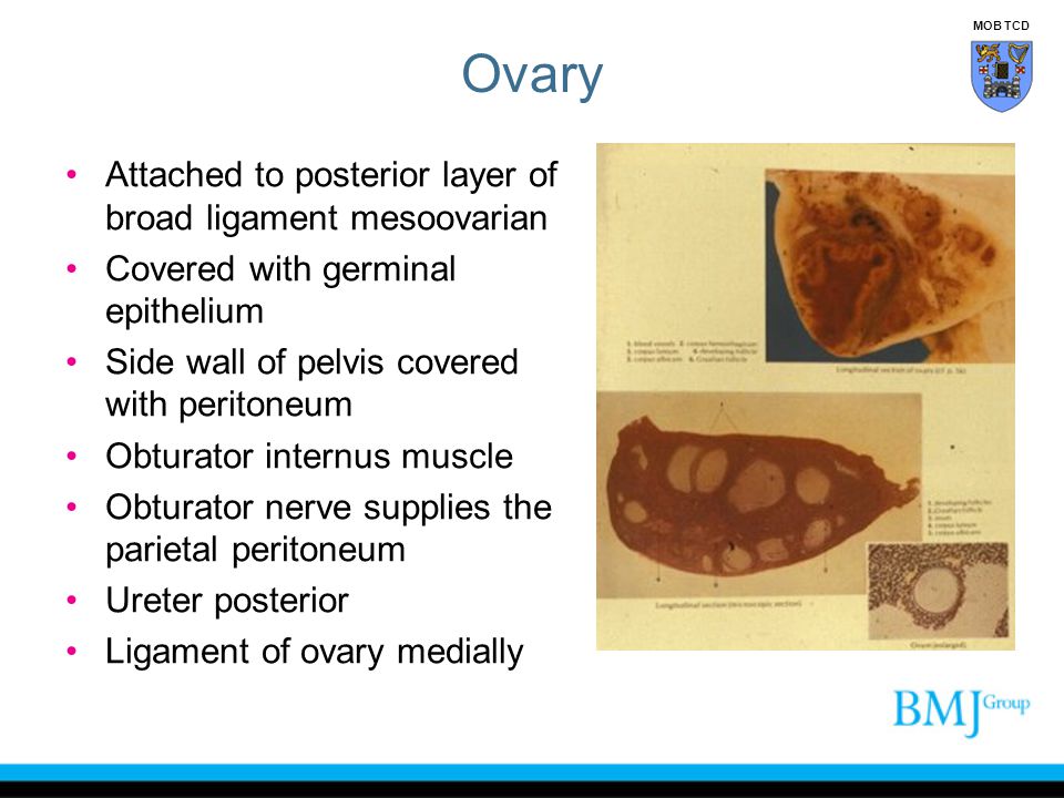 Ovary Attached to posterior layer of broad ligament mesoovarian
