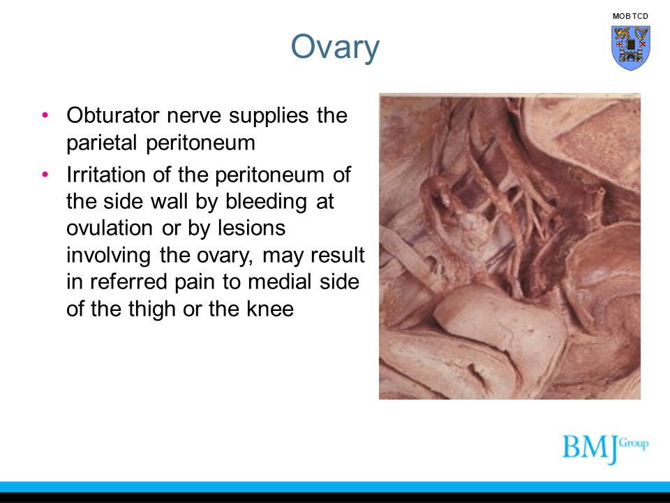 Ovary Obturator nerve supplies the parietal peritoneum