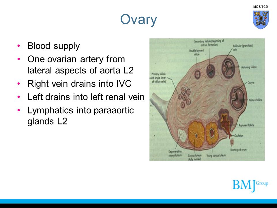 Ovary Blood supply One ovarian artery from lateral aspects of aorta L2