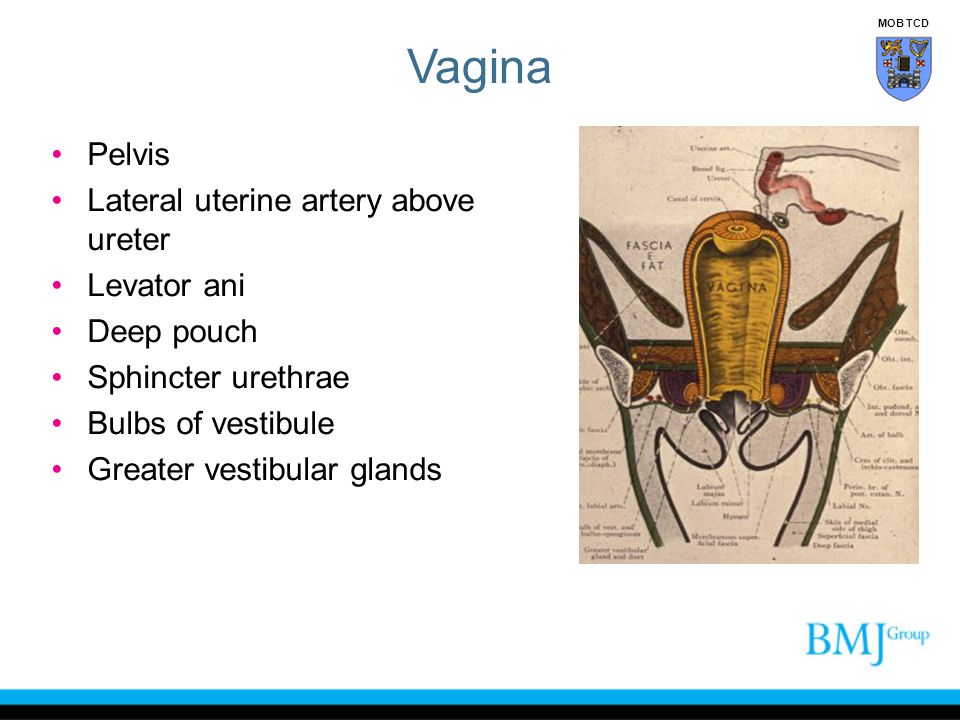 Vagina Pelvis Lateral uterine artery above ureter Levator ani