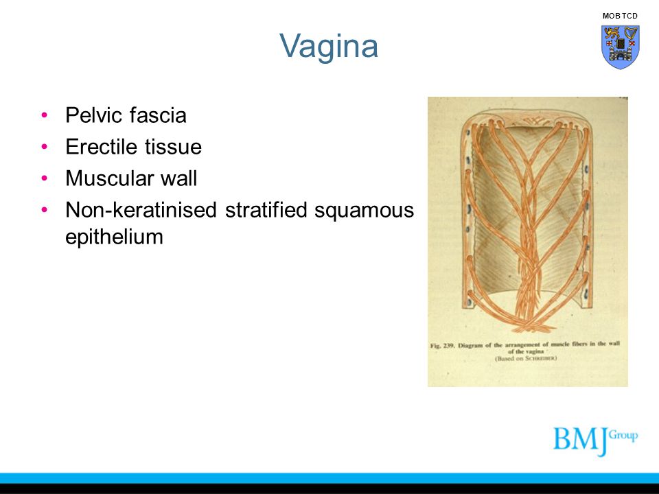 Vagina Pelvic fascia Erectile tissue Muscular wall