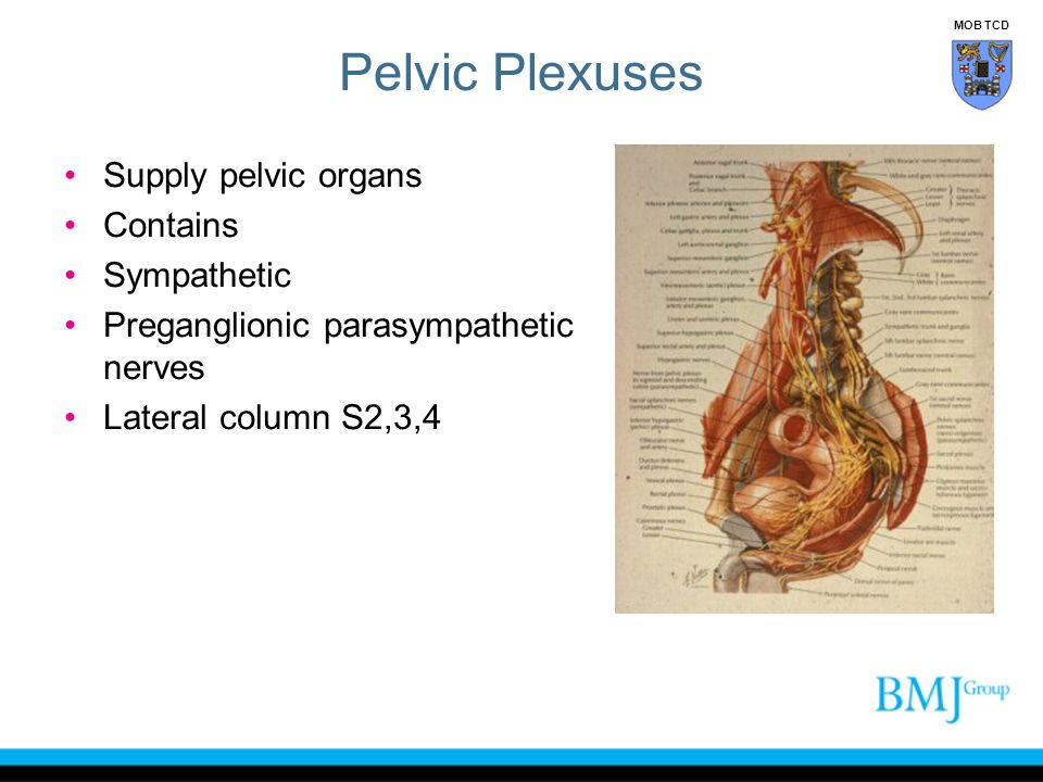 Pelvic Plexuses Supply pelvic organs Contains Sympathetic