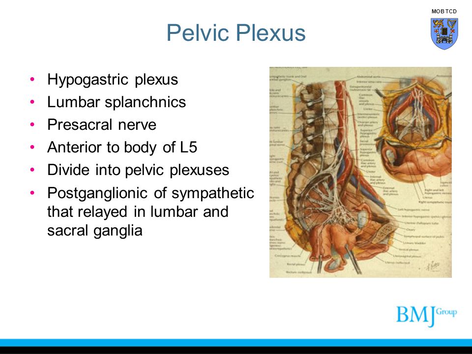 Pelvic Plexus Hypogastric plexus Lumbar splanchnics Presacral nerve