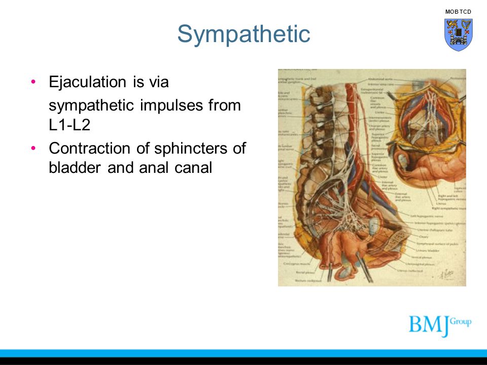Sympathetic Ejaculation is via sympathetic impulses from L1-L2