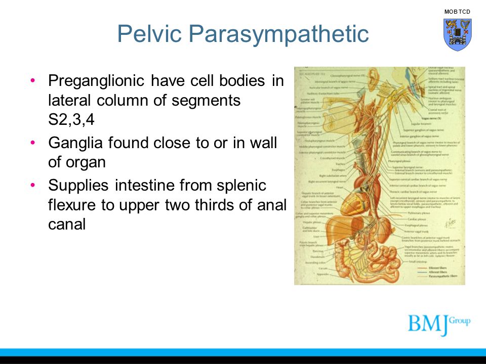 Pelvic Parasympathetic