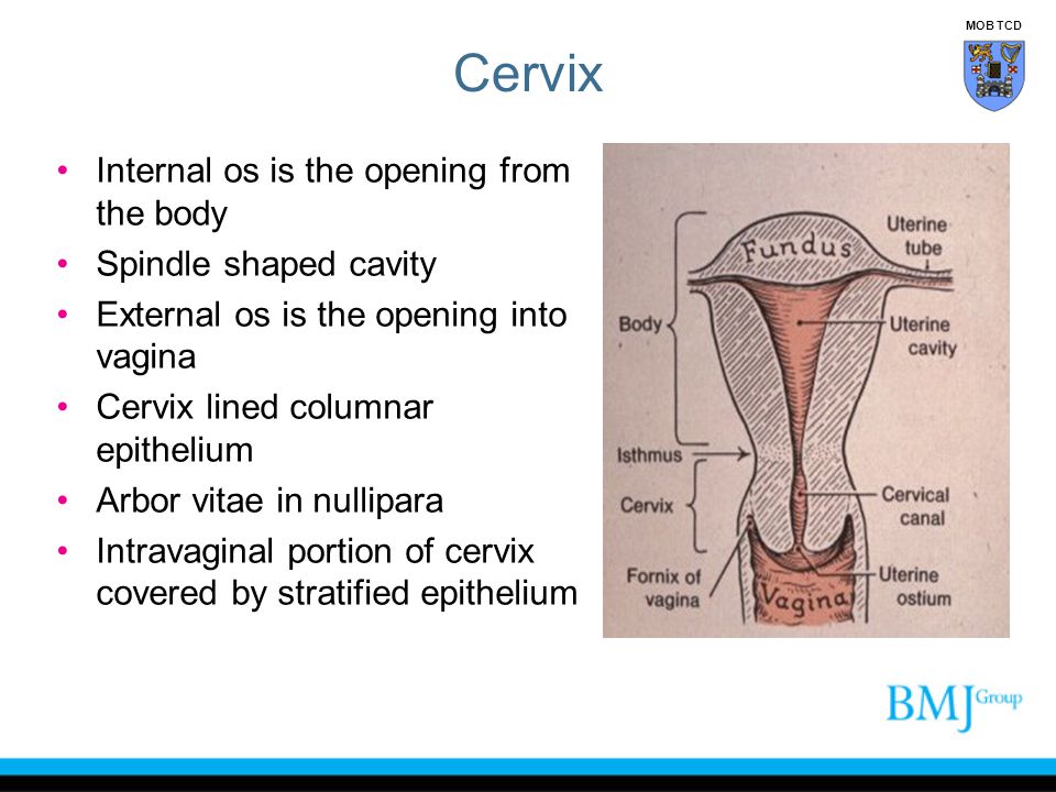 Cervix Internal os is the opening from the body Spindle shaped cavity