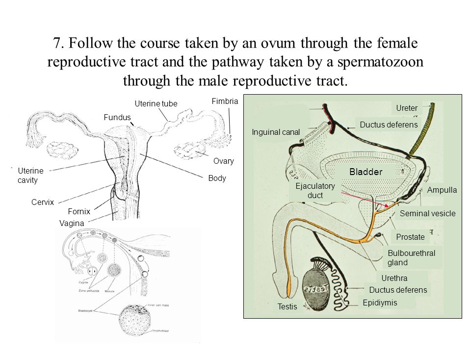 7. Follow the course taken by an ovum through the female reproductive tract and the pathway taken by a spermatozoon through the male reproductive tract.