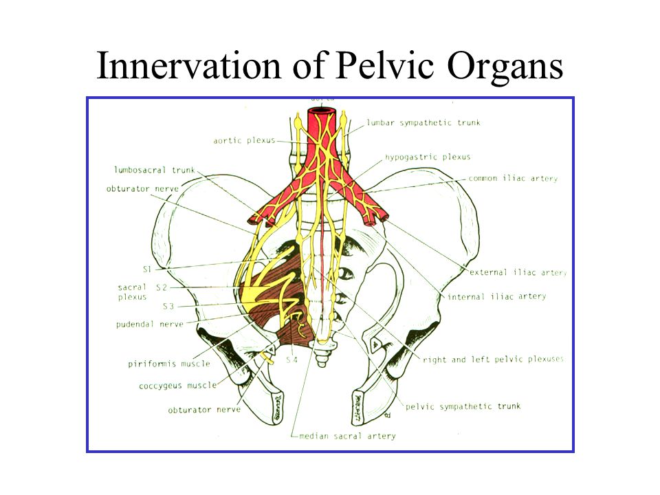 Innervation of Pelvic Organs