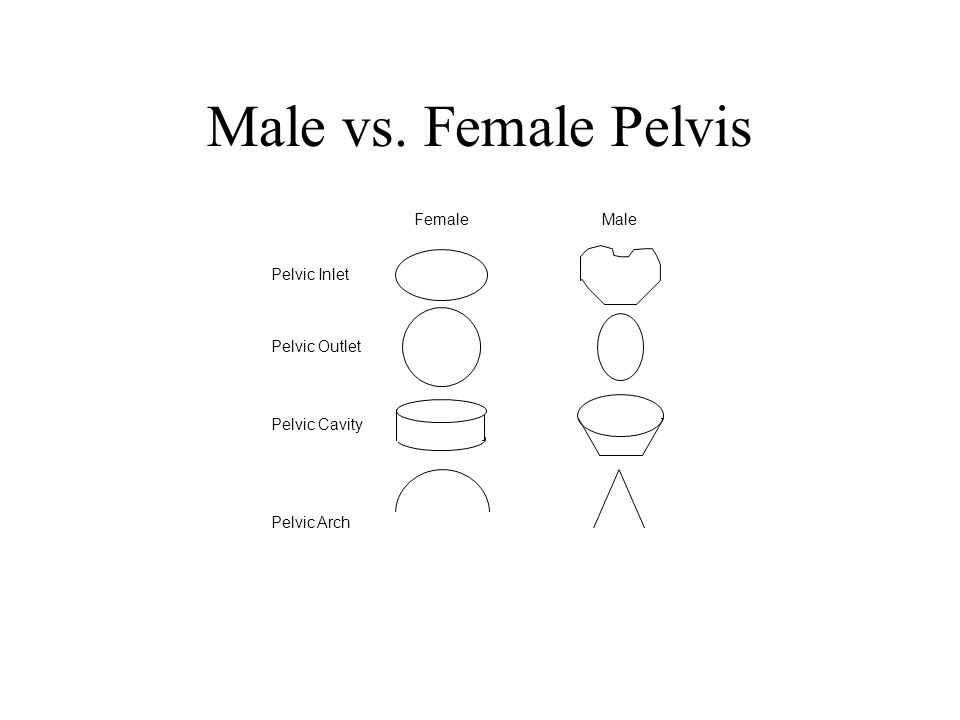 Male vs. Female Pelvis Male Female Pelvic Inlet Pelvic Outlet