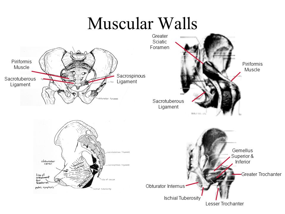 Muscular Walls Greater Sciatic Foramen Piriformis Muscle
