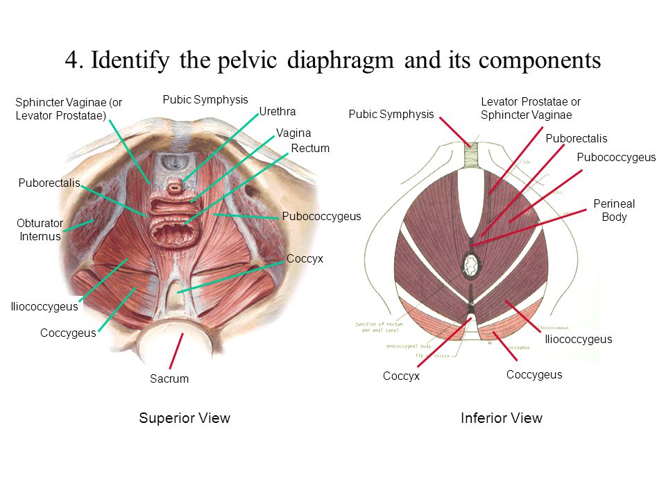 4. Identify the pelvic diaphragm and its components