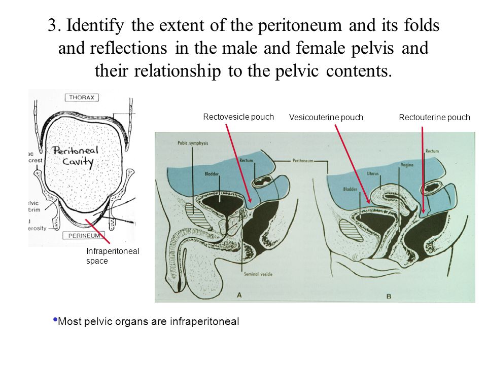 3. Identify the extent of the peritoneum and its folds and reflections in the male and female pelvis and their relationship to the pelvic contents.