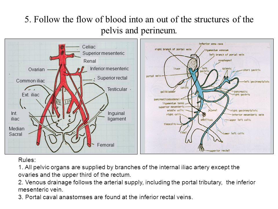 5. Follow the flow of blood into an out of the structures of the pelvis and perineum.