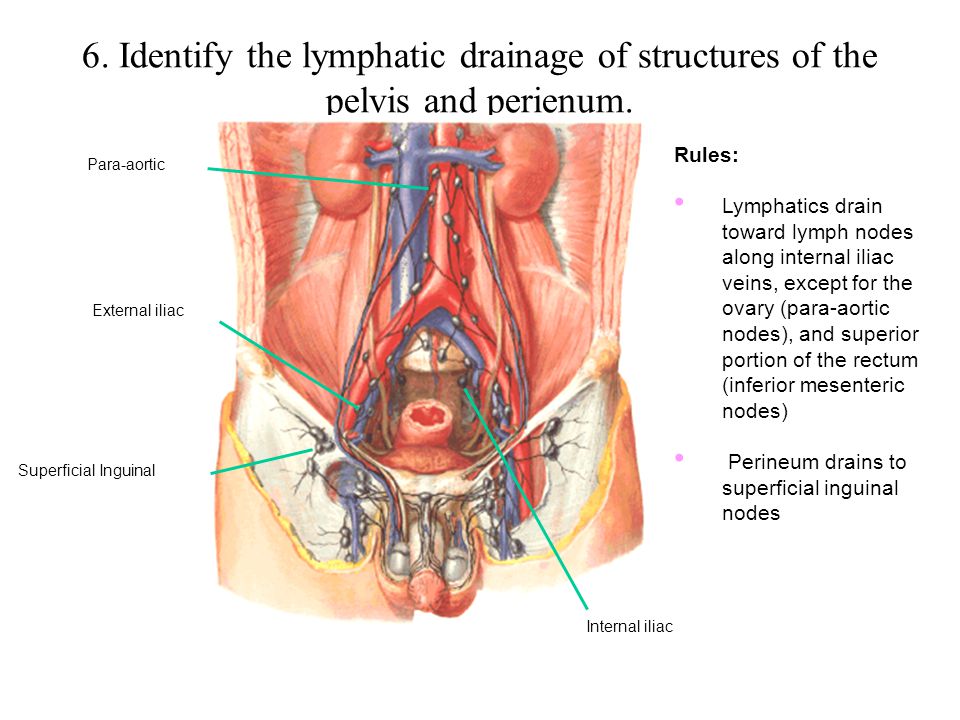 6. Identify the lymphatic drainage of structures of the pelvis and perienum.