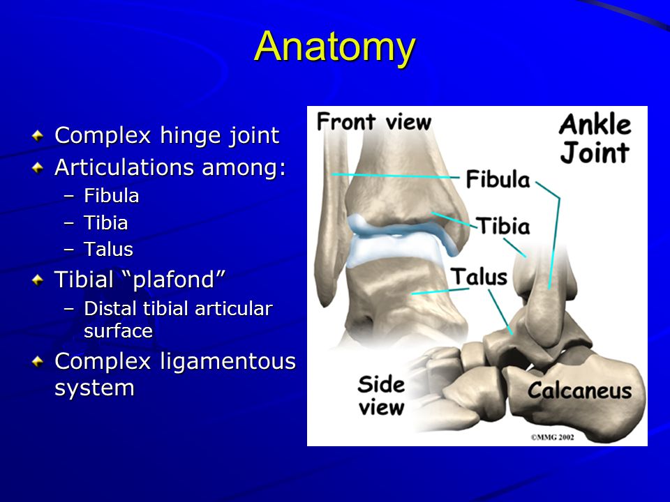 X Ray Rounds Plain Radiographic Evaluation Of The Ankle X Ray Rounds Plain Radiographic Evaluation Of The Ankle