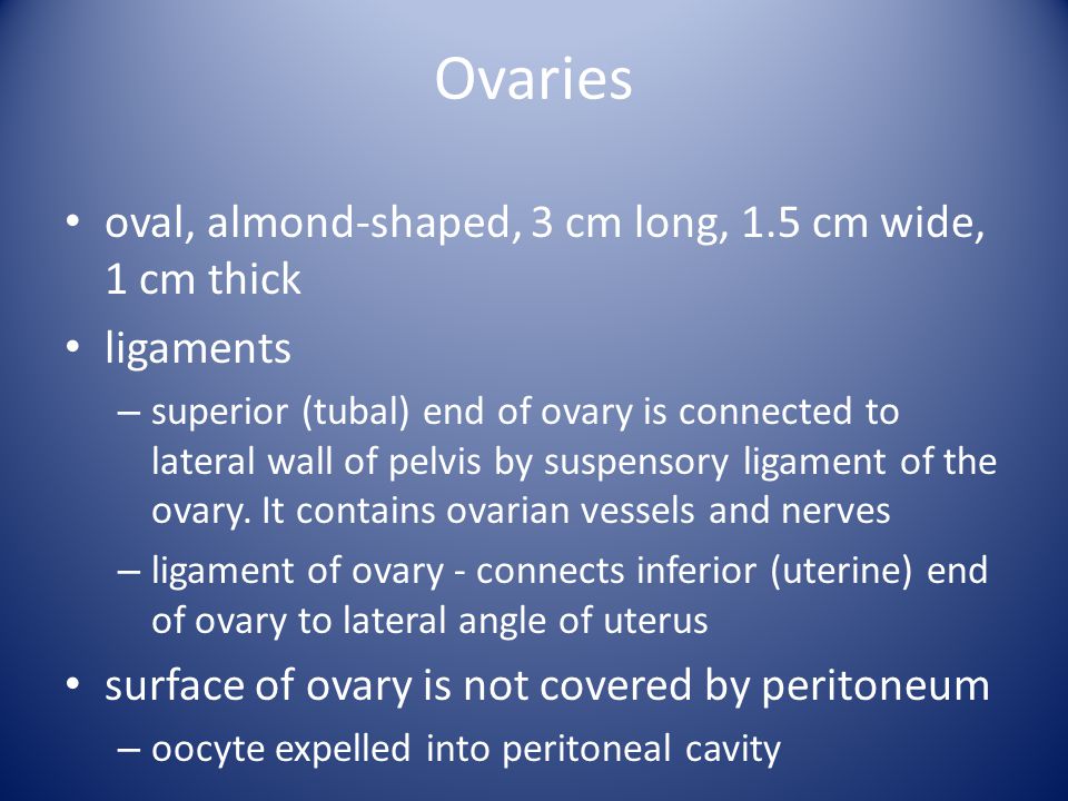 Ovaries oval, almond-shaped, 3 cm long, 1.5 cm wide, 1 cm thick