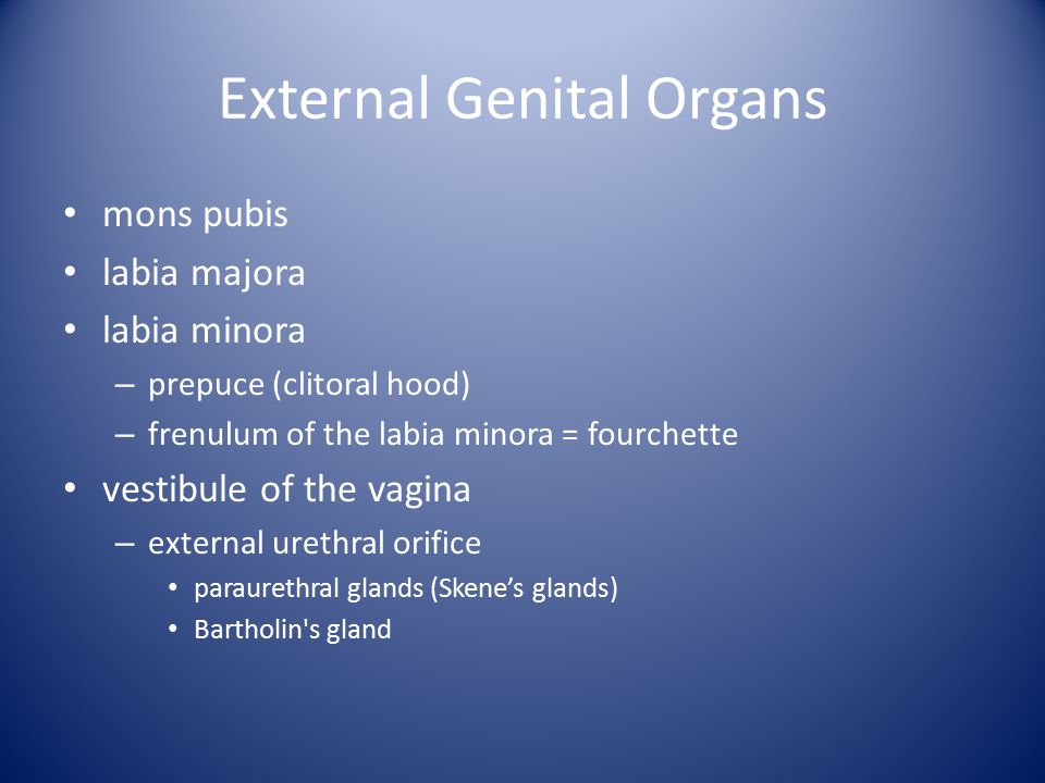 External Genital Organs