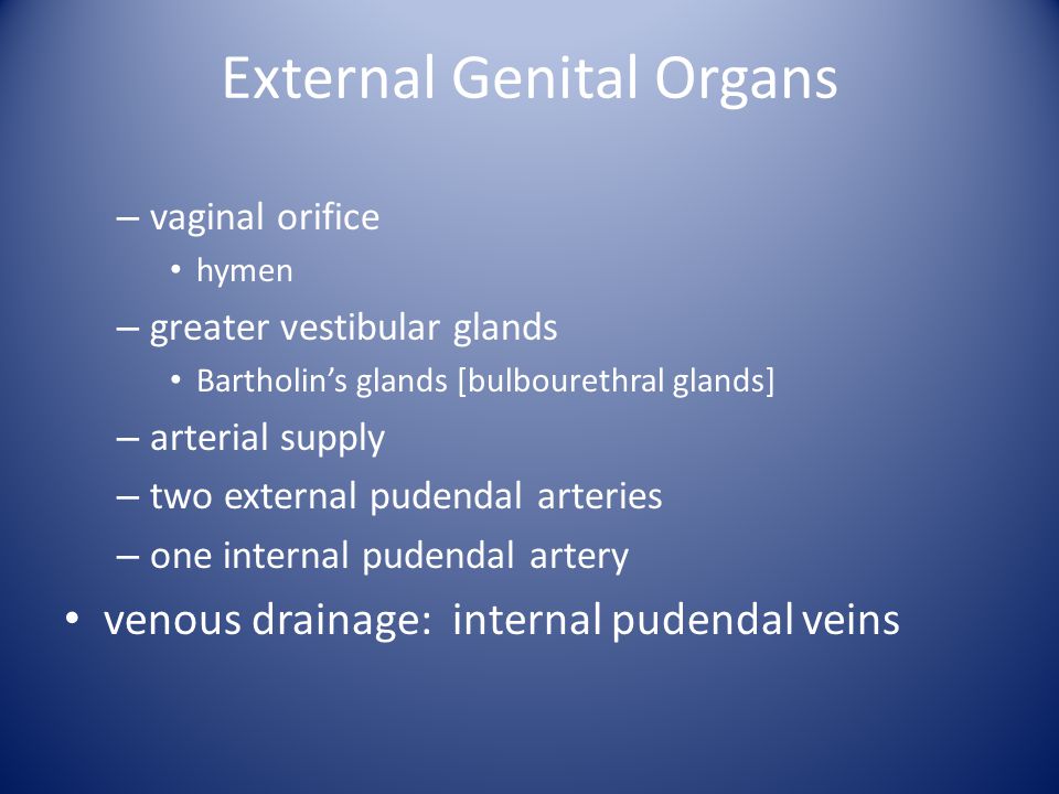 External Genital Organs
