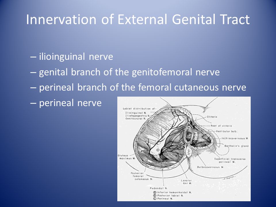 Innervation of External Genital Tract