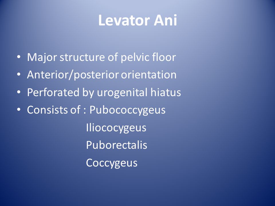 Levator Ani Major structure of pelvic floor