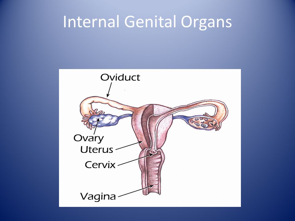 Internal Genital Organs